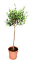 Oliventræ opstammet H80-100 cm